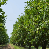 建筑木方選購與使用全流程指南